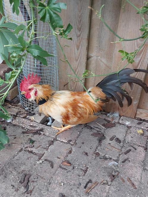 Gratis kippen, Dieren en Toebehoren, Pluimvee, Kip, Meerdere dieren
