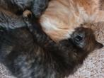 Kitten zoekt een huis, Dieren en Toebehoren, Katten en Kittens | Raskatten | Korthaar, 0 tot 2 jaar, Poes
