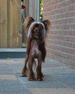 Raszuivere chinese naakthond Dekreu  (choco), Dieren en Toebehoren, Honden | Dekreuen, Particulier, 3 tot 5 jaar, Reu, Nederland