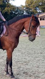 PresTeq Hoofdstel bruin maat cob incl teugels & frontriem, Dieren en Toebehoren, Paarden en Pony's | Hoofdstellen en Tuigage, Ophalen of Verzenden