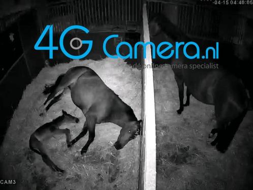 Stal camera - geen wifi nodig, Dieren en Toebehoren, Paarden en Pony's | Overige Paardenspullen, Nieuw, Overige soorten, Ophalen of Verzenden