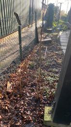 Vlinderstruik en paardenkastanje, Overige soorten, 100 tot 250 cm, Zomer, Ophalen