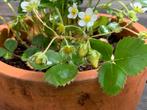 Aardbeiplant aardbeien plant in stevige Terracotta pot, Gebruikt, Tuin, Rond, Minder dan 40 cm