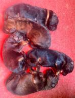 Pups Duitse herder langhaar, Dieren en Toebehoren, België, Fokker | Hobbymatig, CDV (hondenziekte), 8 tot 15 weken