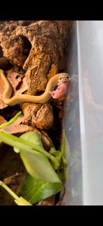 Haakneusslang 1.0 ‘Heterodon nadicus’ superconda cb 12.2023, Dieren en Toebehoren, Slang