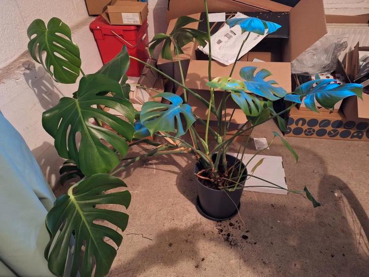 Mooie Monstera Deliciosa, Huis en Inrichting, Kamerplanten, Minder dan 100 cm, Halfschaduw, Ophalen