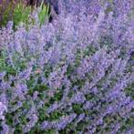 Nepeta faassenii, kattekruid, Ophalen, Bodembedekkers, Volle zon, Vaste plant
