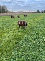 Te koop mooie bonte ram, Dieren en Toebehoren, Mannelijk, Schaap