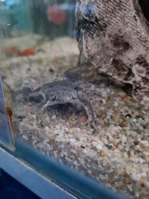 Pipa parva, surinaamse pad, Dieren en Toebehoren, Reptielen en Amfibieën, Amfibie, 0 tot 2 jaar