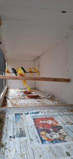 splendids te koop, Meerdere dieren, Parkiet