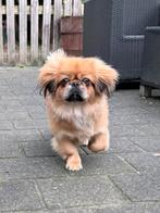 Pekinees teefje te koop 6 maanden oud., Dieren en Toebehoren, 15 weken tot 1 jaar, CDV (hondenziekte), Teef, Eén hond