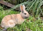 Lief konijntje, Dieren en Toebehoren, Konijnen, Mannelijk, Middelgroot, 0 tot 2 jaar