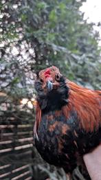Drie araucana haantjes, Dieren en Toebehoren, Pluimvee, Mannelijk, Kip