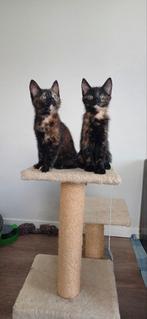 2 lieve speelse schildpad kittens, Dieren en Toebehoren, Katten en Kittens | Overige Katten, Poes, Kortharig, 0 tot 2 jaar
