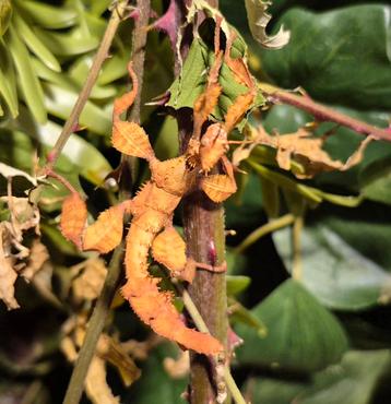 Australische flappentak (Extatosoma tiaratum) beschikbaar voor biedingen
