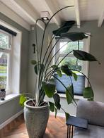 strelitzia nicolai, Huis en Inrichting, Kamerplanten, Ophalen