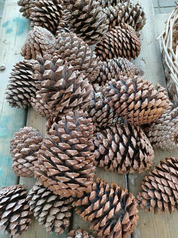 Prachtige grote dennenappels groot en gedroogd tussen 10 en  beschikbaar voor biedingen
