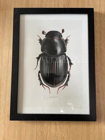 Mestkever Tekening Ingelijst - Aphodius depressus Art Print beschikbaar voor biedingen