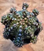 Cactus Gymnocalycium Mihanovichii XL p10