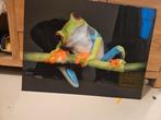Glazen schilderij met kikker, Ophalen, Gebruikt, 50 tot 75 cm, Schilderij