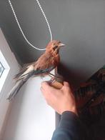 Mooie Opgezette Vlaamse gaai, Mannelijk