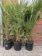 Europese dwergpalm 140 hoog stam 25cm