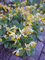 gele (wilde) primula, rijk en lang bloeiend biologisch, Tuin en Terras, Planten | Tuinplanten, Volle zon, Vaste plant, Lente, Ophalen