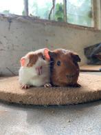 Twee lieve cavia mannetjes, Cavia, Mannelijk, Mei, Tam