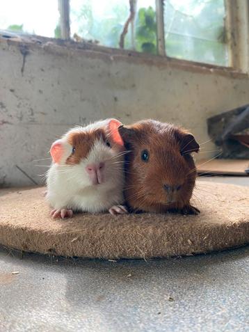 Twee lieve cavia mannetjes beschikbaar voor biedingen