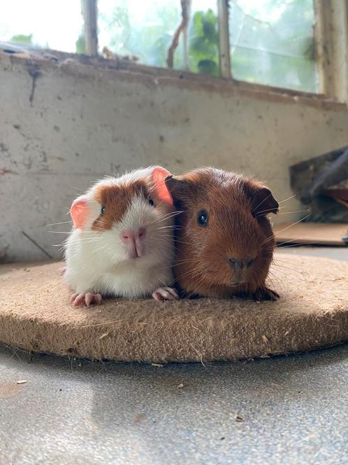 Twee lieve cavia mannetjes, Dieren en Toebehoren, Knaagdieren, Mannelijk, Cavia, Mei, Tam