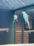 Halsband parkieten, Meerdere dieren, Parkiet, Geringd