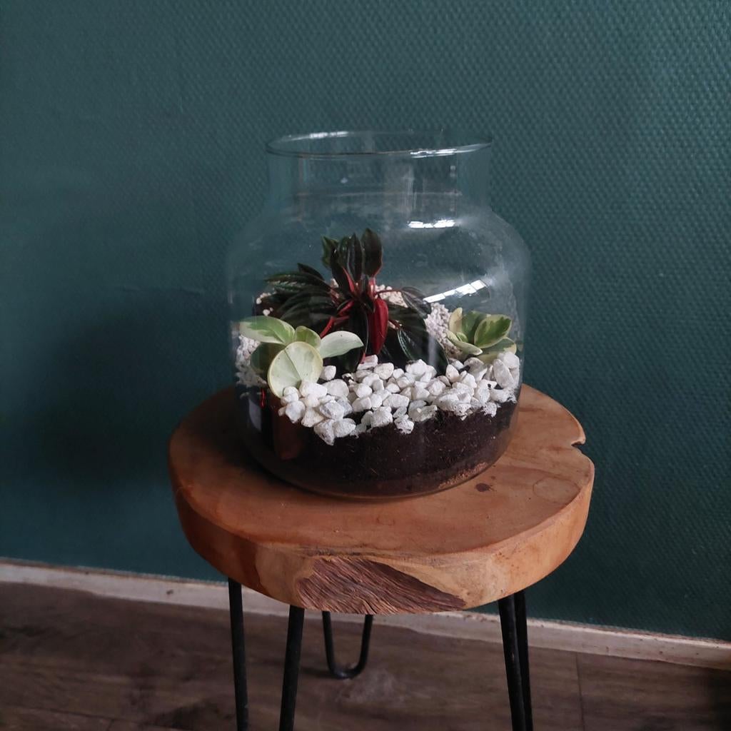 Vaas met plantjes - Terrarium, Ophalen, Overige kleuren, Minder dan 50 cm, Glas