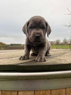 Grijze Cane Corso pups, Dieren en Toebehoren, Honden | Niet-rashonden, Rabiës (hondsdolheid), 8 tot 15 weken, Groot, Meerdere