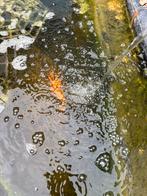 Gait!, Dieren en Toebehoren, Vissen | Vijvervissen, Karper of Koi