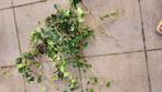 English Ivy, also known as Hedera helix or Irish Ivy, Ophalen of Verzenden, Overige soorten