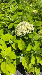Hortensia strong annabelle megadeal nu €9 per stuk, Ophalen, Zomer, Overige soorten, Halfschaduw