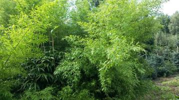 bamboe, biologische bamboe, zwarte, gele, groen/bruin beschikbaar voor biedingen