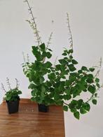 Plectranthus ernstii - caudex - bonsai, Ophalen, Overige soorten, Minder dan 100 cm, Bloeiende kamerplant