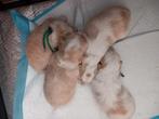Gereserveerd :Bichon havanees pups, geboren 3 nov 2025, Dieren en Toebehoren, Honden | Chihuahua's en Gezelschapshonden, 8 tot 15 weken