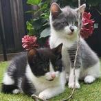 2 Super sociale Maine Coon-mix kittens – samen of apart, Dieren en Toebehoren, Meerdere dieren, Gechipt