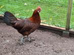 Friese hoenders / kippen, Dieren en Toebehoren, Pluimvee, Meerdere dieren, Kip