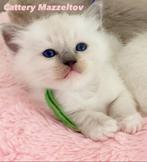 ** PRACHTIGE RAGDOLL KITTENS MET STAMBOOM **, Meerdere dieren, Gechipt, 0 tot 2 jaar