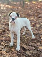 Boxer pup reu, Particulier, Rabiës (hondsdolheid), 15 weken tot 1 jaar, Reu