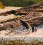 Corydoras CW 027 wv, Dieren en Toebehoren, Vissen | Aquariumvissen, Vis