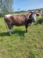 Drachtige Engelse Longhorn koeien. Exclusief Vleesvee, Dieren en Toebehoren, Runderen, Vrouwelijk, 3 tot 6 jaar