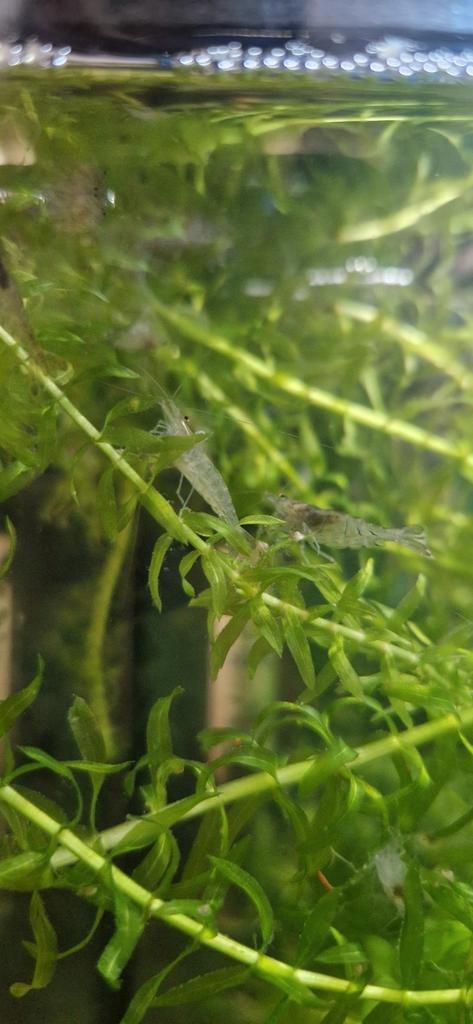 Prachtige Japonica garnalen, Dieren en Toebehoren, Vissen | Aquariumvissen, Zoetwatervis, Kreeft, Krab of Garnaal