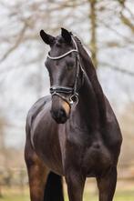 Knappe Dressuur Ruin, Dieren en Toebehoren, Paarden, B, Gechipt, Ruin, Dressuurpaard