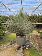 Yucca ROSTRATA, winterhard, Tuin en Terras, Planten | Bomen, Ophalen, Volle zon, Overige soorten, 100 tot 250 cm