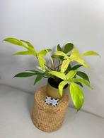 Philodendron Florida Ghost P13 - Sellers Choice, Huis en Inrichting, Ophalen of Verzenden, Overige soorten, Minder dan 100 cm