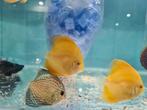 Giant Blue Flora Discus, Symphysodon Discus, Dieren en Toebehoren, Vissen | Aquariumvissen, Vis, Zoetwatervis